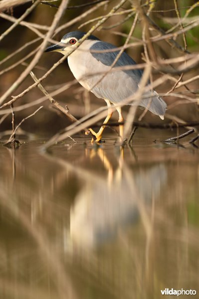 Kwak