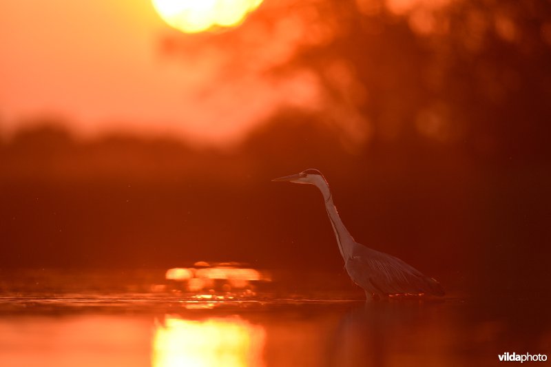 Blauwe reiger bij zonsondergang