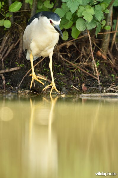 Kwak