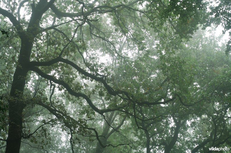 Het bosreservaat 'Teuvenerbos'