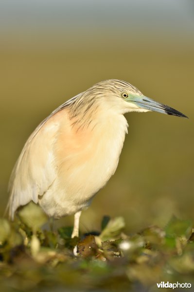 Ralreiger