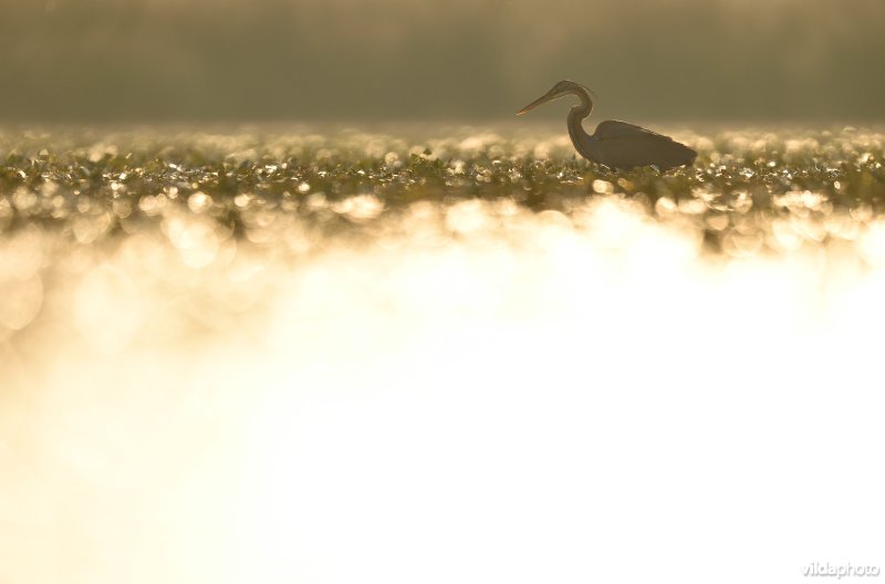 Purperreiger in ochtendlicht