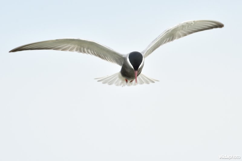 Witwangstern in vlucht