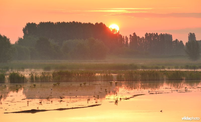 Zonsopgang in de Paardeweide