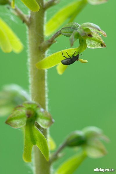 Kevertje bestuift keverorchis