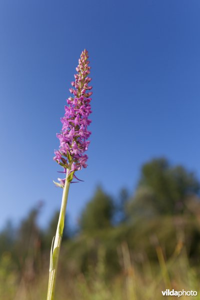 Grote muggenorchis
