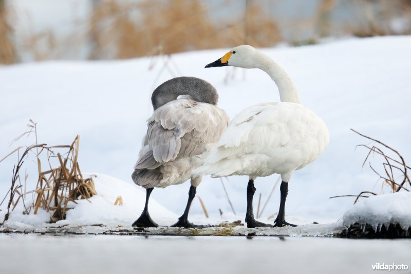 Kleine zwaan met jong