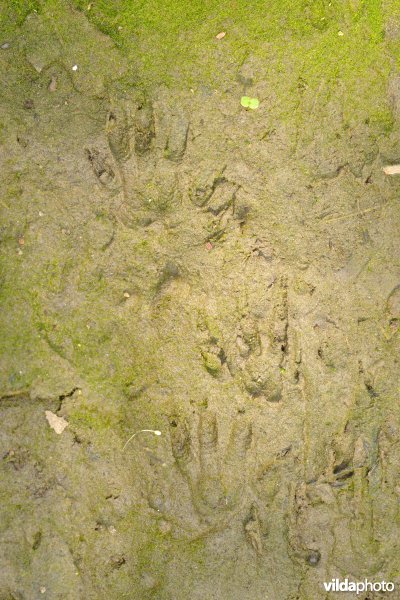 Sporen van Bruine rat in de modder