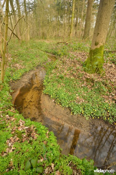 Beekje in de Vorte Bossen