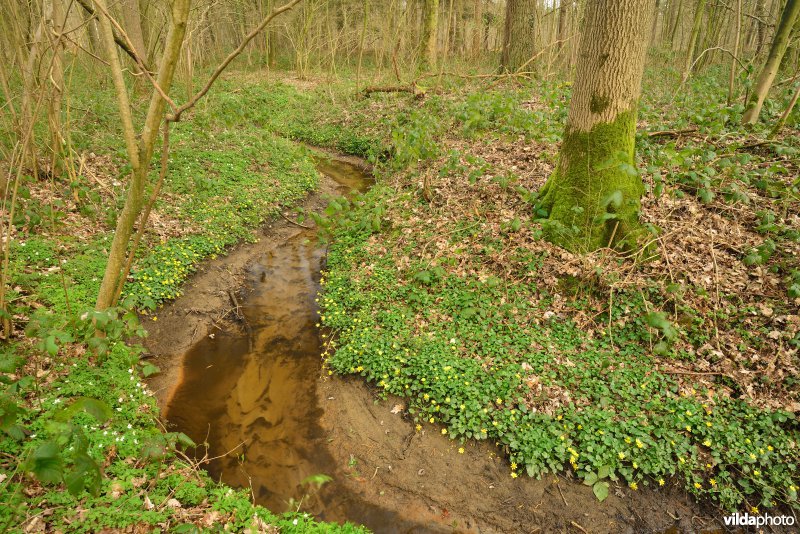 Beekje in de Vorte Bossen