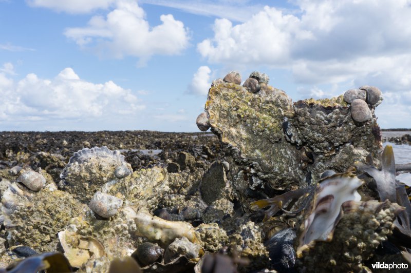 Japanse oester