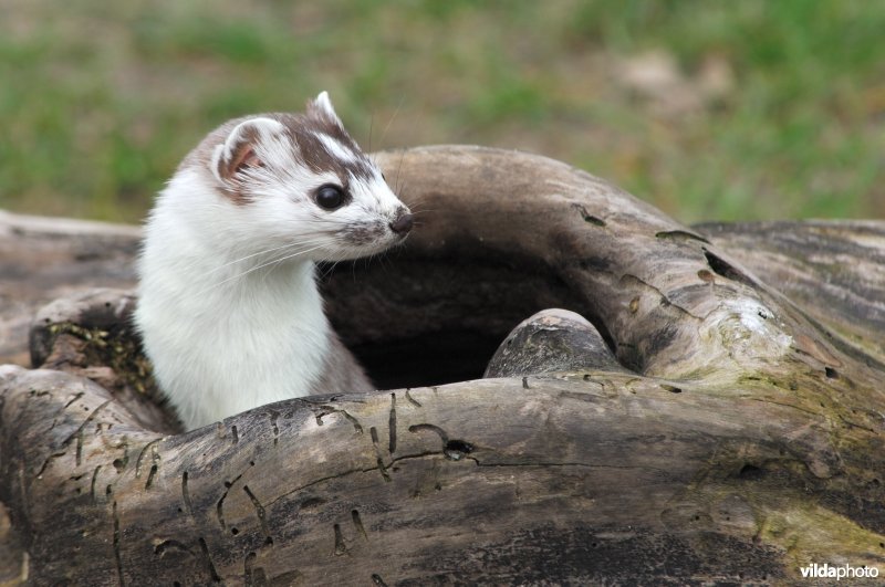 Hermelijn komt kijken