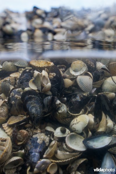 Schelpenbank met mossels en kokkels