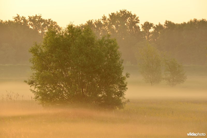 Paardeweide