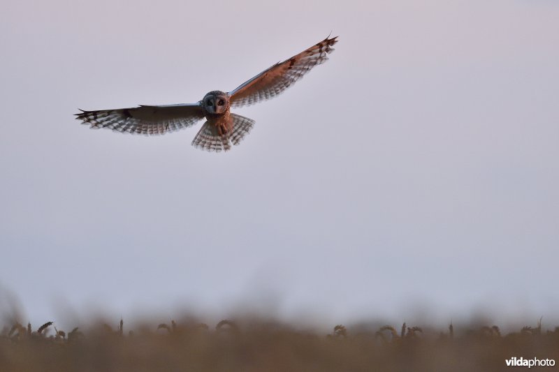 Velduil in vlucht