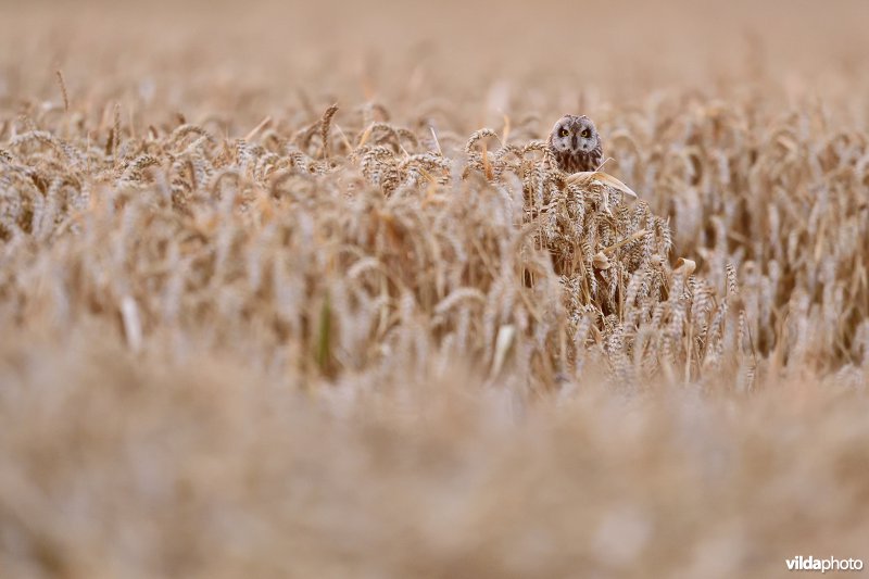 Velduil komt even piepen