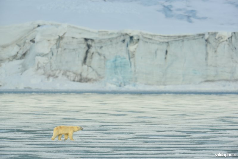 IJsbeer in het arctisch landschap