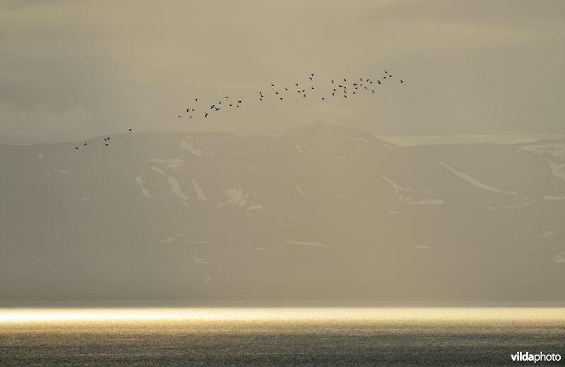 Vliegende Kleine alken