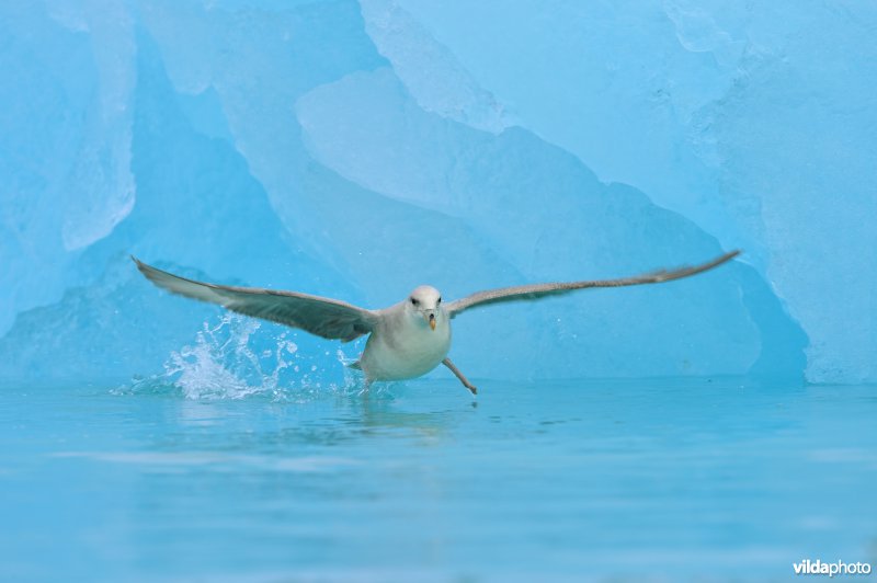 Opstijgende Noordse stormvogel