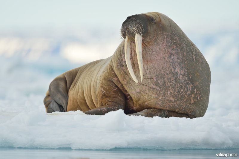 Portret van Walrus