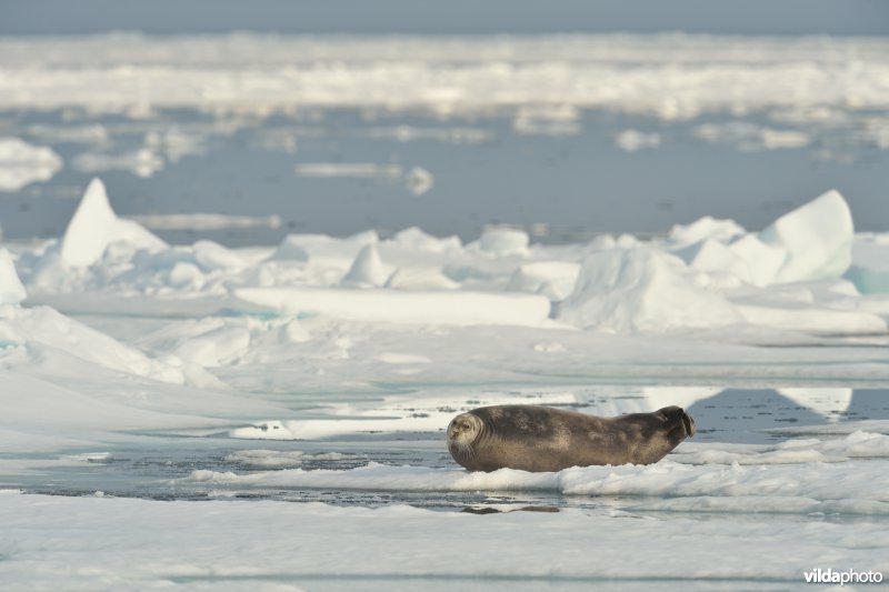 Baardrob op het pakijs