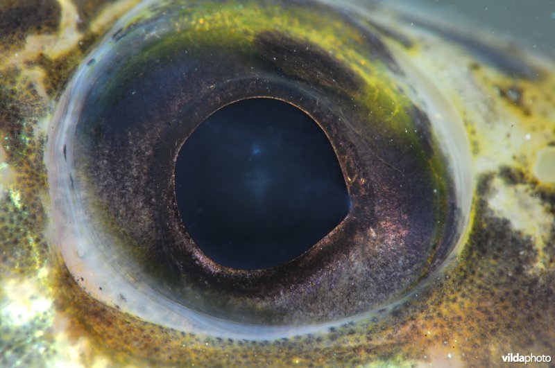 Oog van een pos