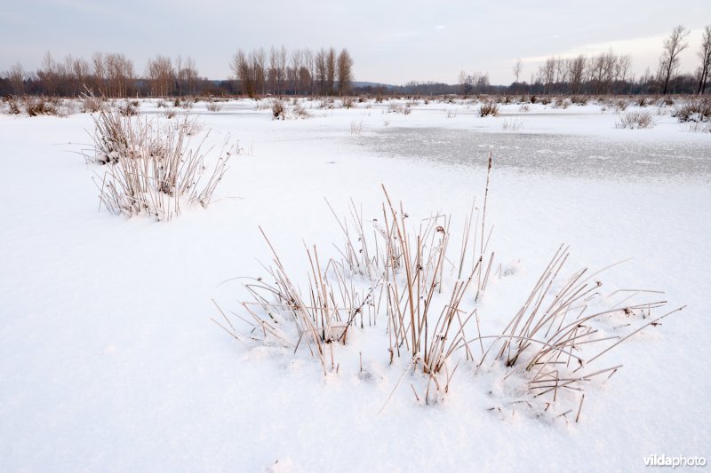 Sneeuw in de Demerbroeken