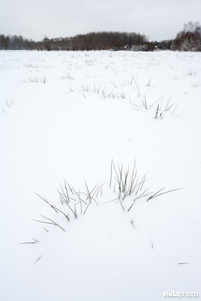 Sneeuw in de Doode Bemde