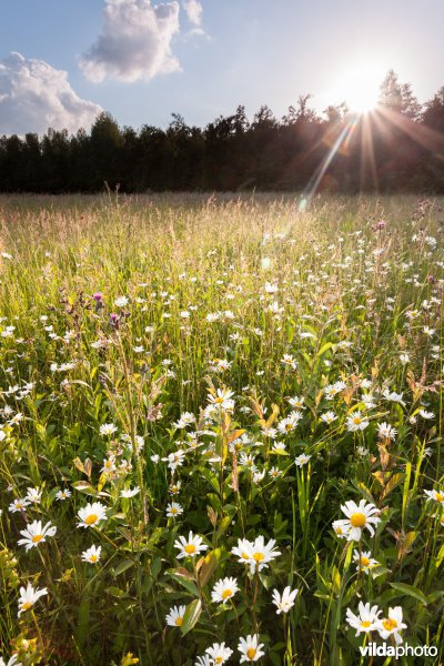 Bloemrijk grasland