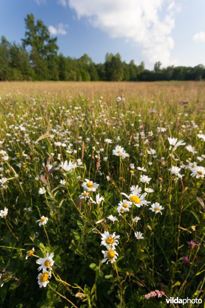 Bloemrijk grasland