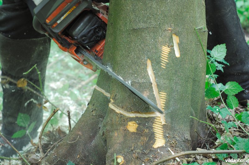 Het vellen van een boom, valkerf