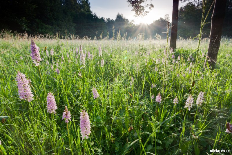 Bosorchissen bij zonsopgang