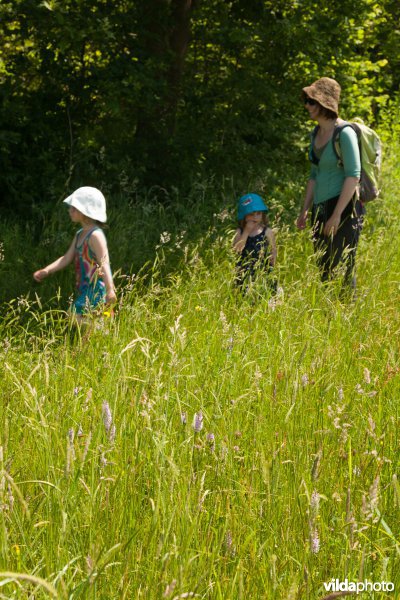 Wandelen in het Silsombos