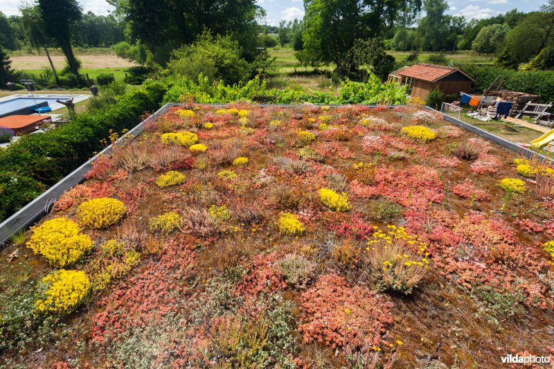 Sedums op een groendak