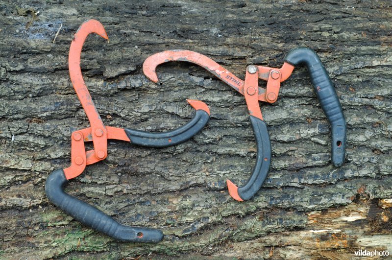 Houttang of uitdraagtang