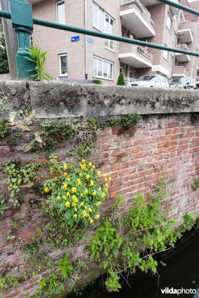 Gele helmbloem op een oude muur