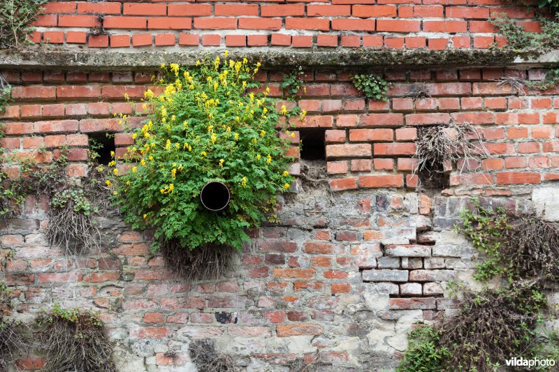 Gele helmbloem op een oude muur