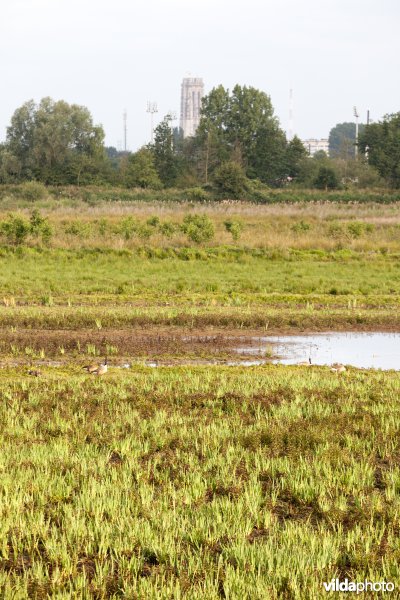 Mechels broek met de Sint-Romboutstoren