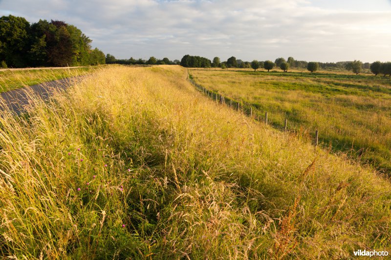 Begroeide dijk