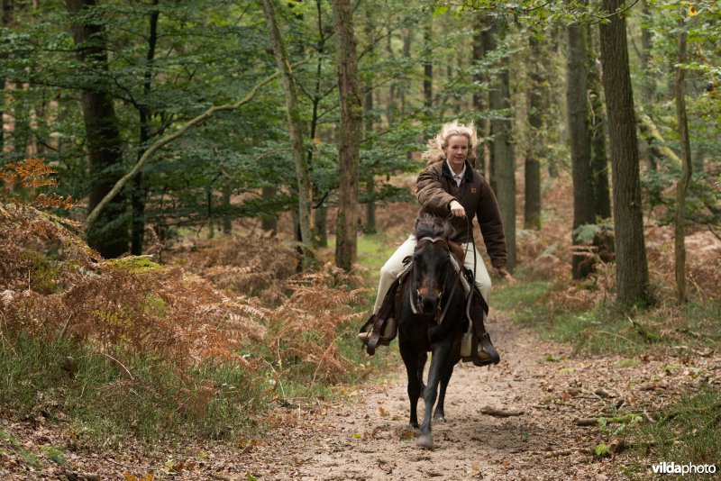 Ruiter en paard 