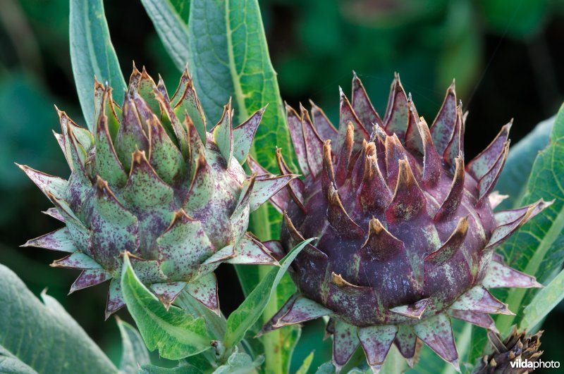 Bloemknoppen van kardoen