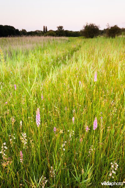 Orchideeëngrasland