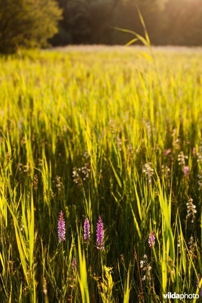 Orchideeëngrasland
