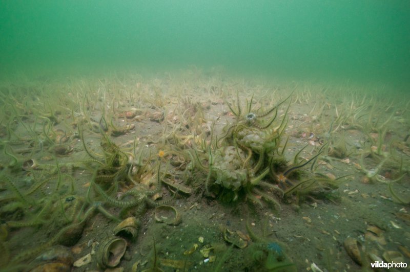 Brokkelsterren op de zandbodem van de Oosterschelde