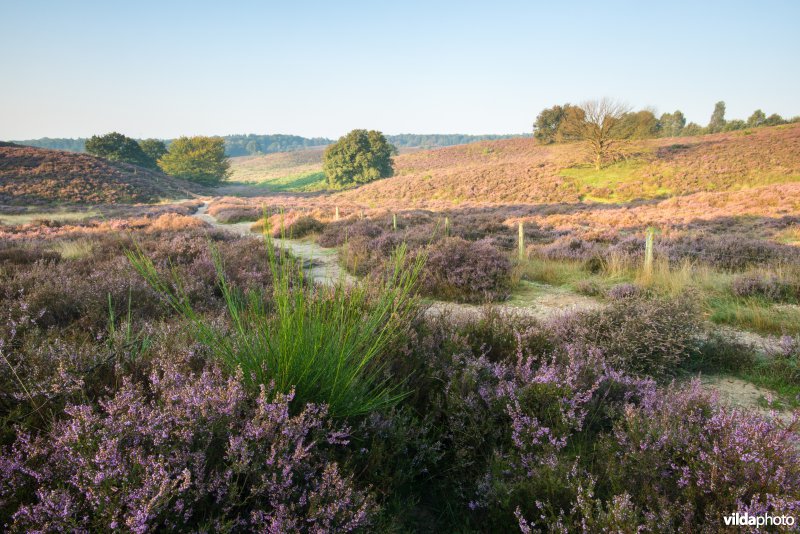 Herikhuizerveld, Veluwezoom