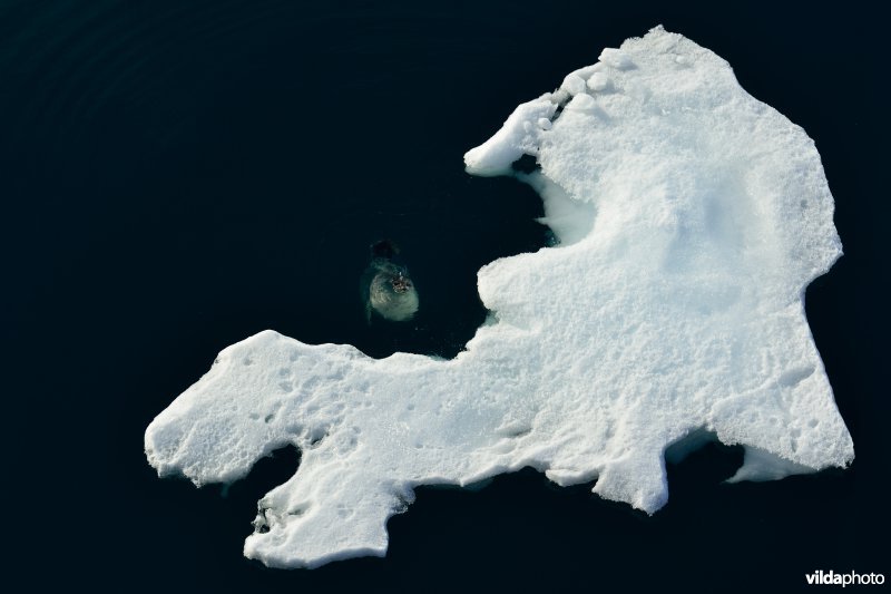 Ringelrob naast ijsschots