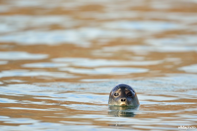 Ringelrob in Groenland