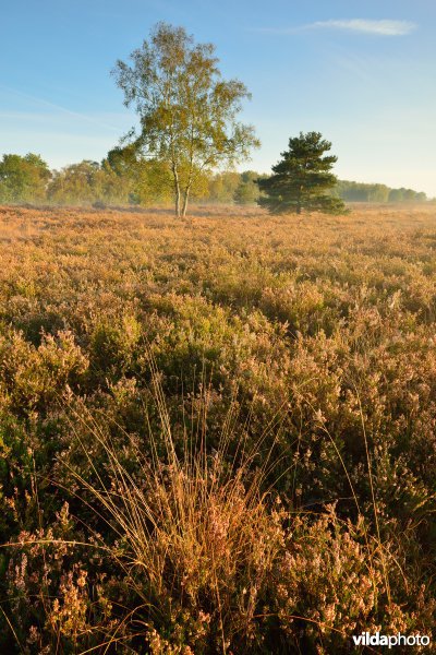 Natuurreservaat De Maten