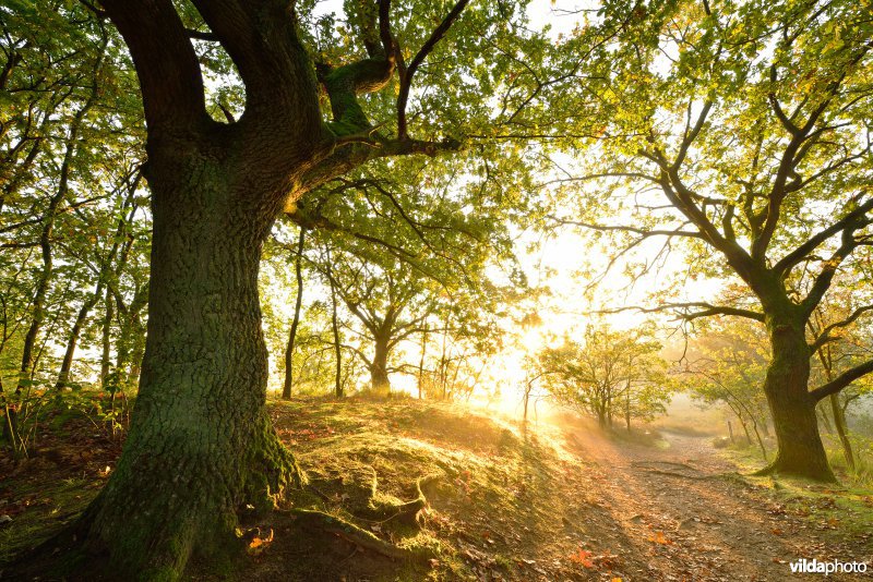 Natuurreservaat De Maten