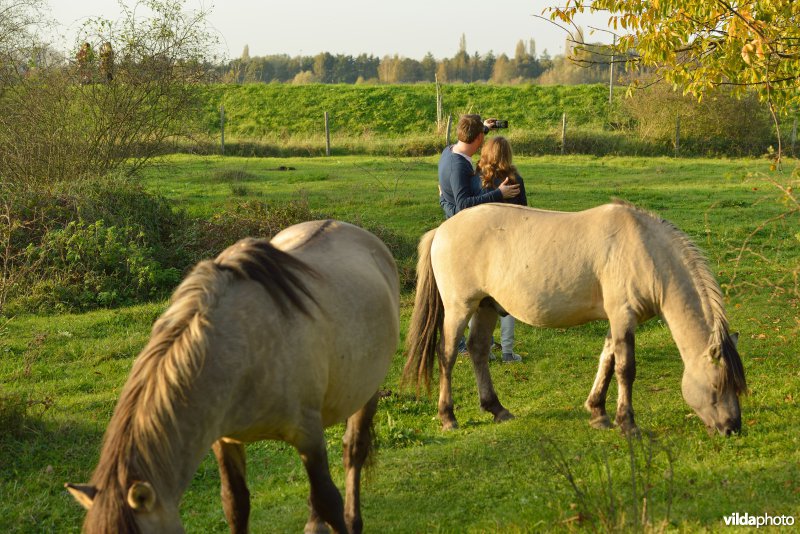 Hobokense polder